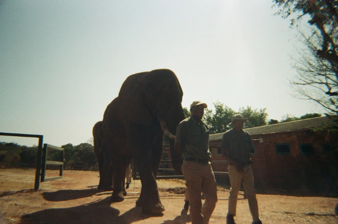 Two people stand near a large elephant outdoors.